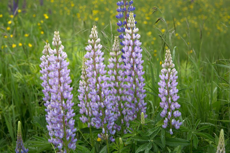 Free Image of Vibrant Lupine Flowers in a Meadow 