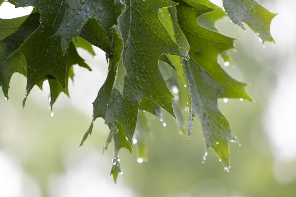 Free Image of Close-up of wet green oak leaves 