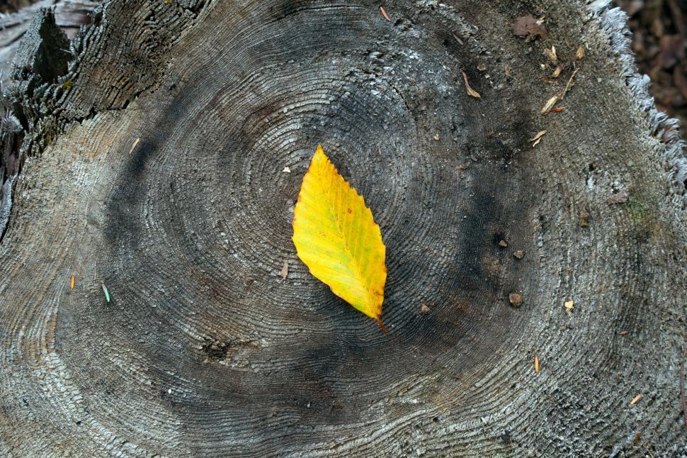 Free Image of Solitary yellow leaf on tree stump texture 