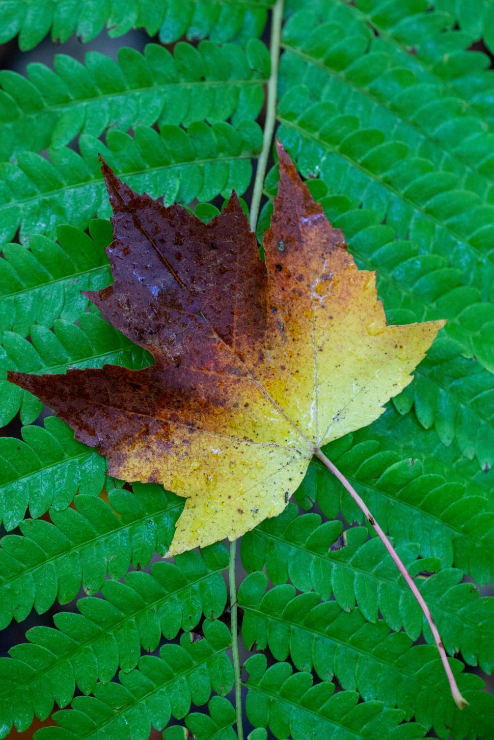 Free Image of Vibrant autumn leaf on green fern background 