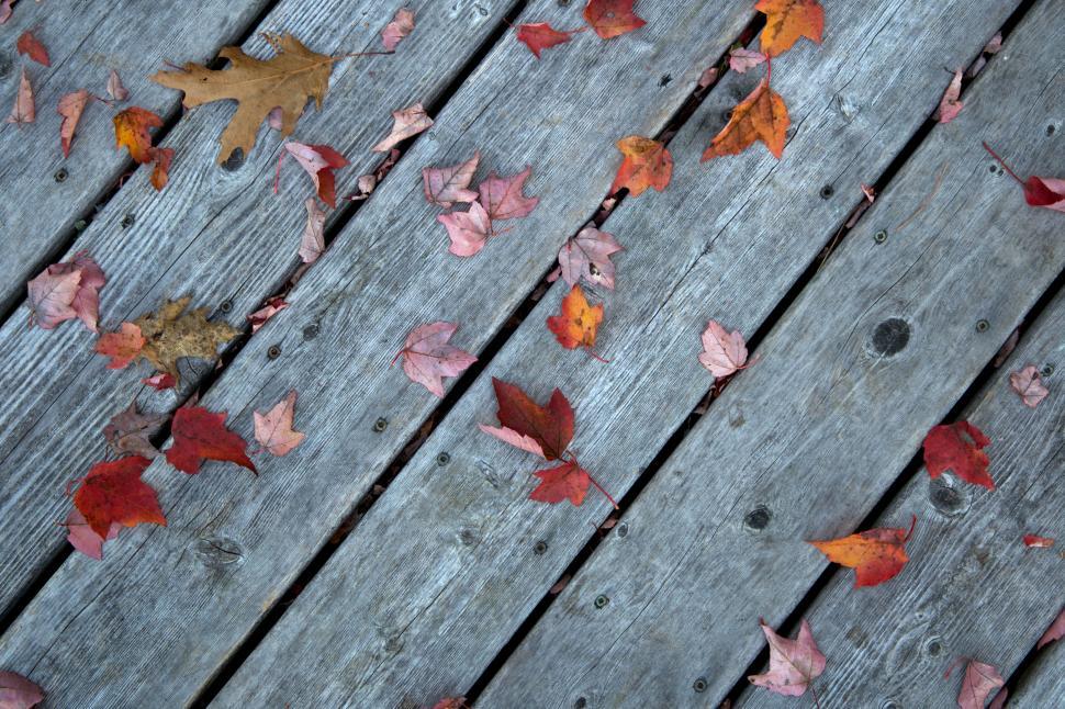 Free Image of Fallen leaves on weathered wooden deck 