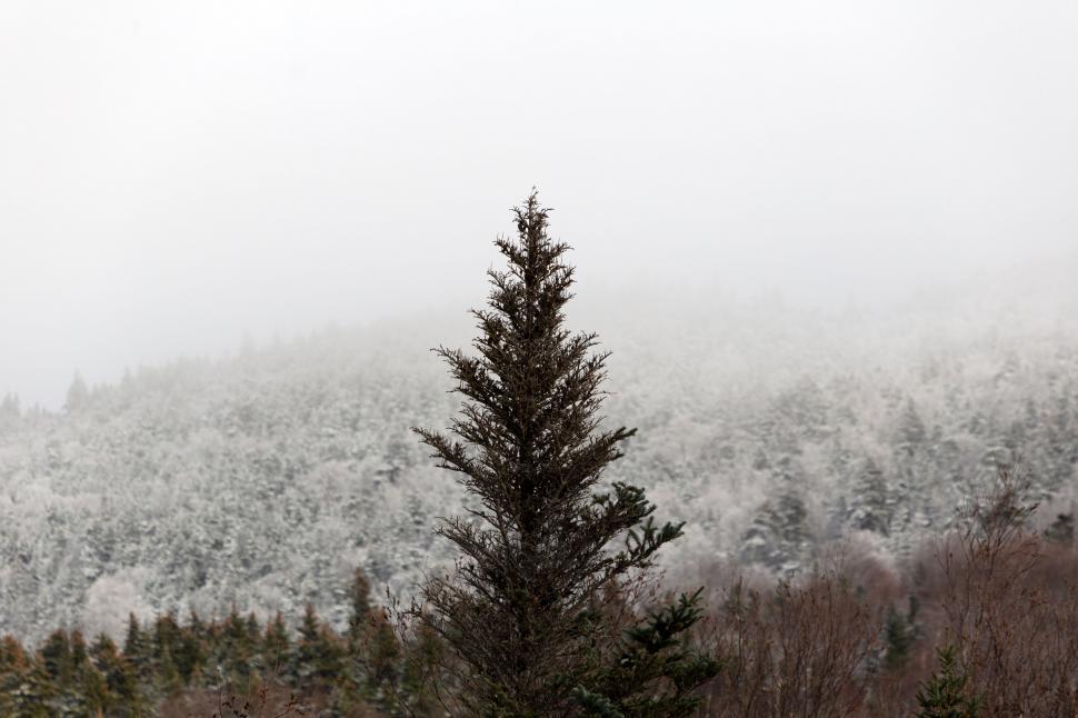 Free Image of Lone evergreen tree in snowy forest landscape 
