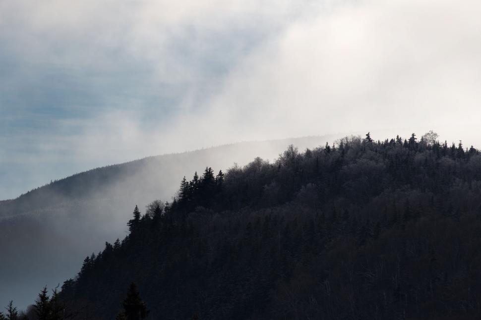 Free Image of Silhouetted trees against foggy mountain background 