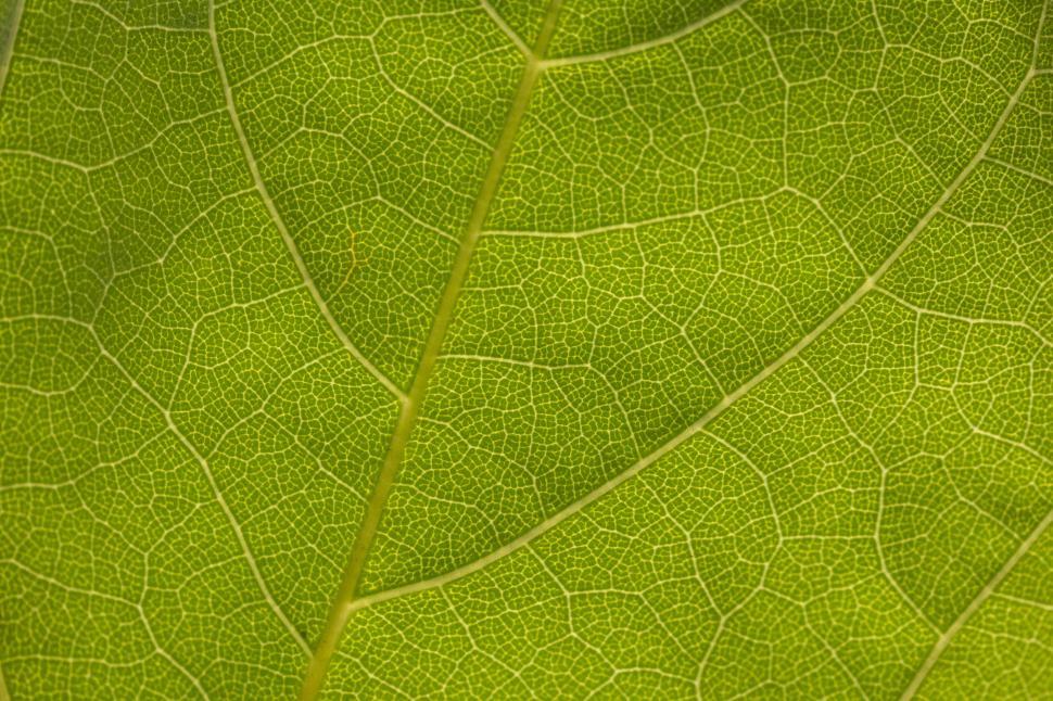 Free Image of Close-up of vibrant green leaf veins 