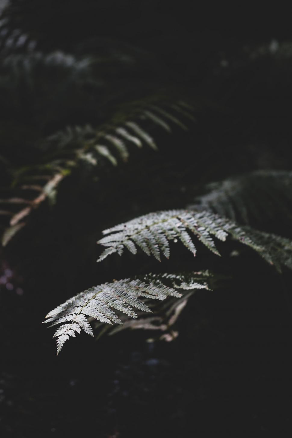 Free Image of Dark ferns with a contrasting fern in the light 