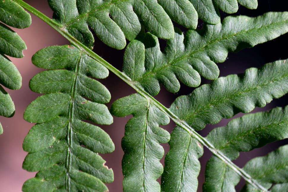 Free Image of Detailed macro shot of fern leaf texture 