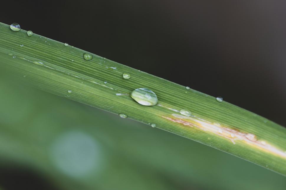 Free Image of Dew on a fresh green blade of grass 