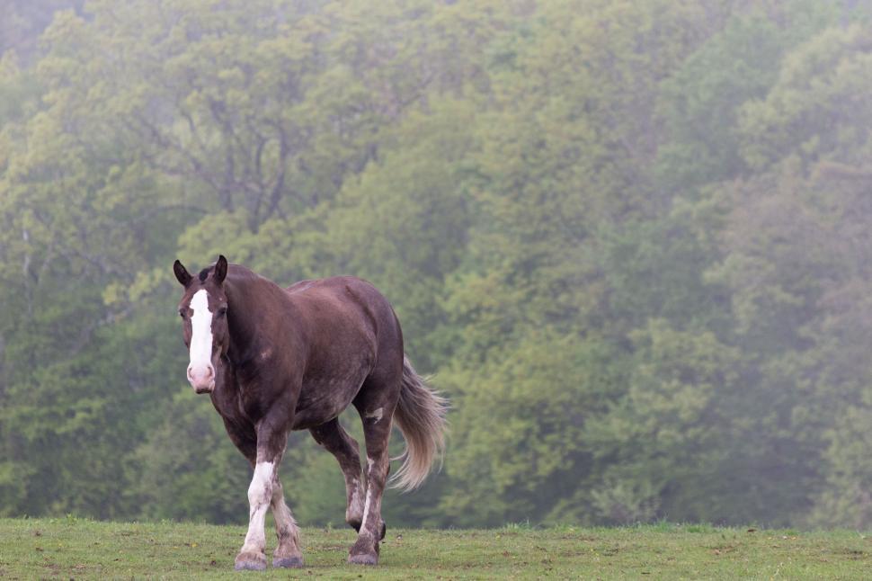 Free Image of Brown horse standing in foggy field 
