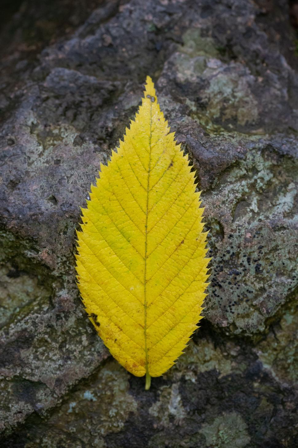 Free Image of Vibrant yellow leaf on a textured rock 