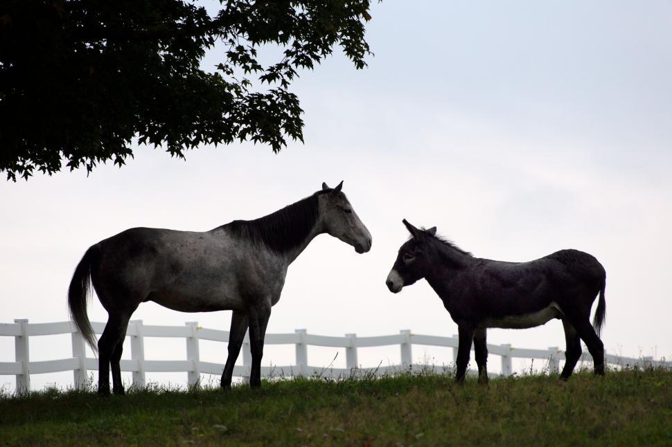 Free Image of Two horses silhouetted against a white fence 