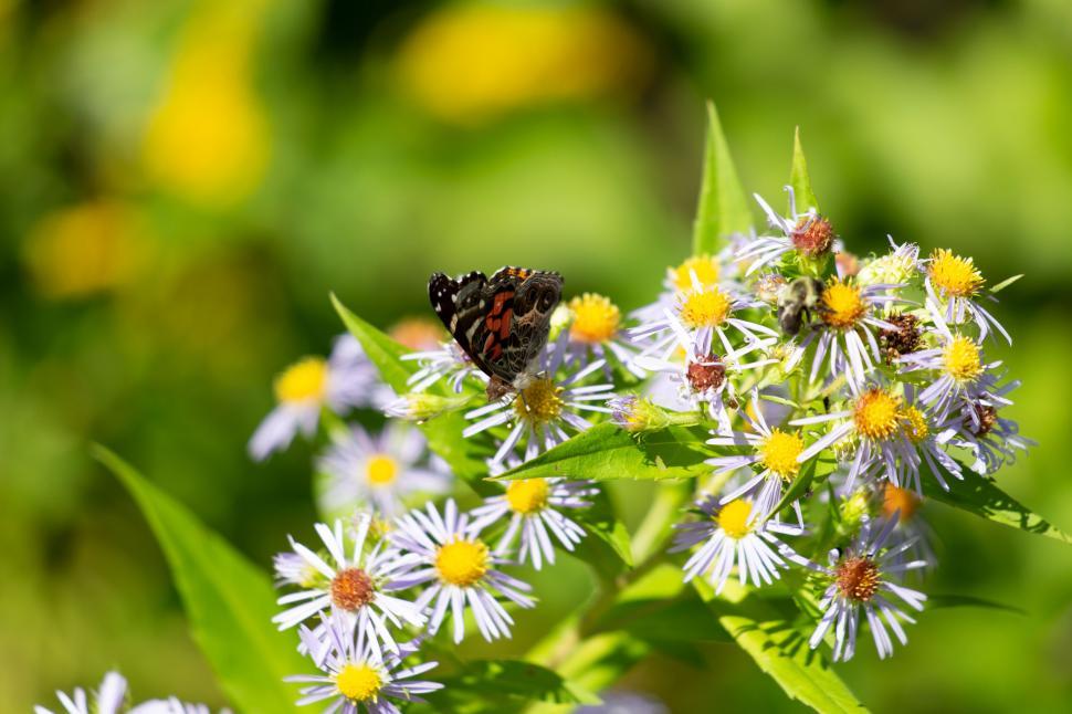 Free Image of Bright butterfly on wildflowers in sunlight 