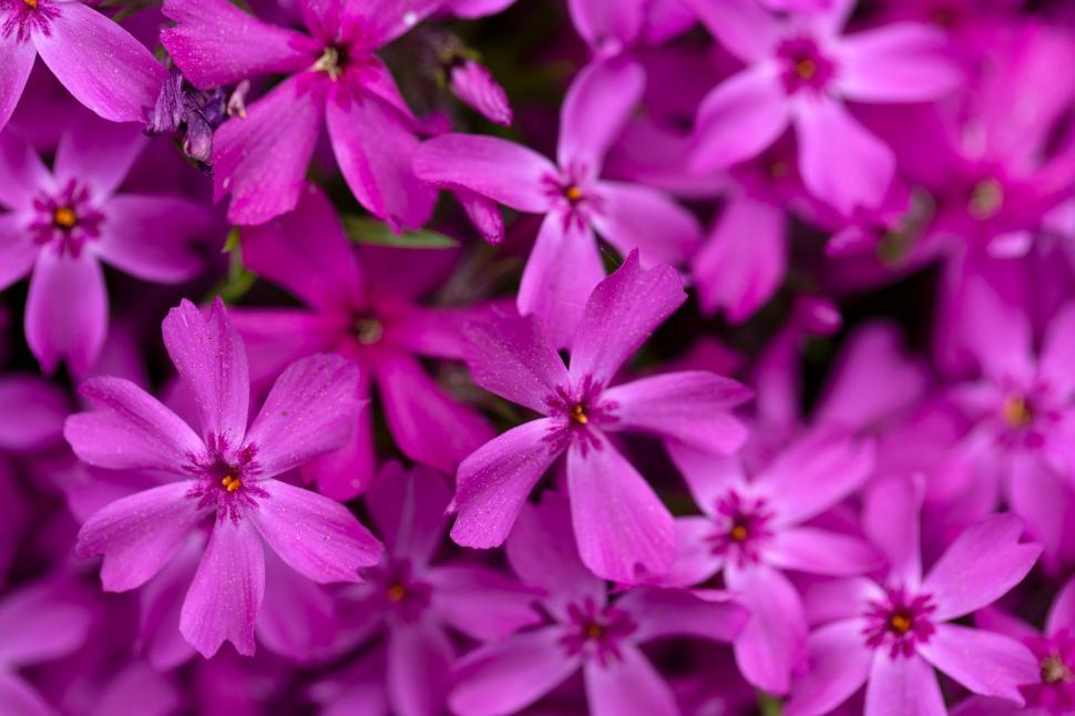 Free Image of Vibrant pink phlox flowers close-up shot 
