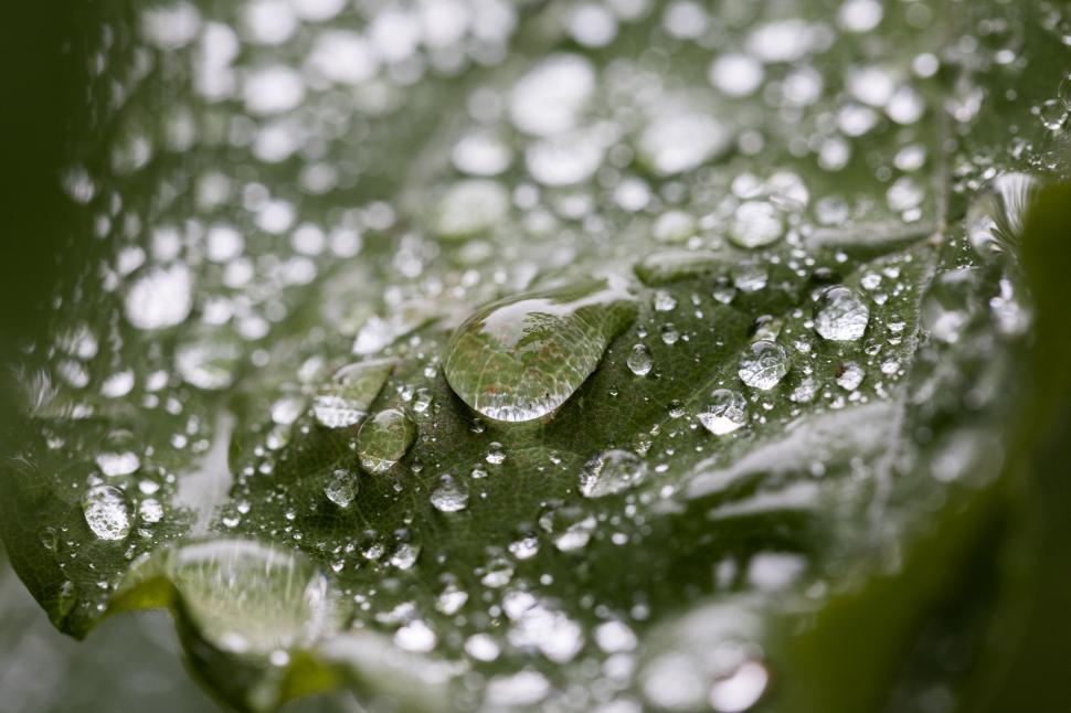 Free Image of Raindrops on green leaf macro photography 