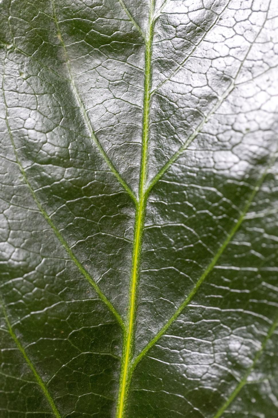 Free Image of Close-up of Green Leaf Texture 