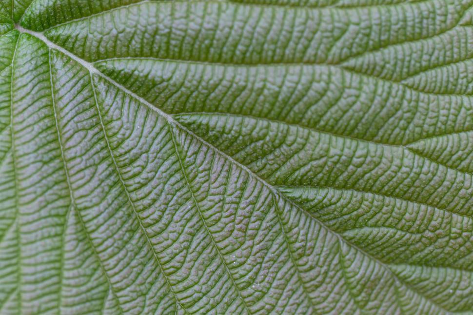 Free Image of Macro View of Leaf Veins and Patterns 