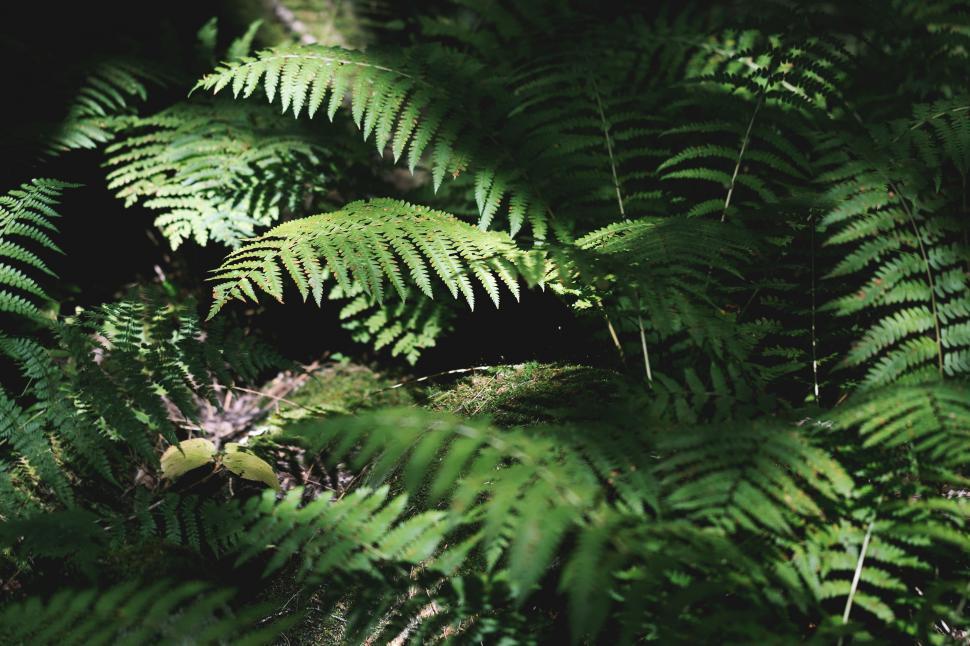 Free Image of Lush ferns in a forest under sunlight 
