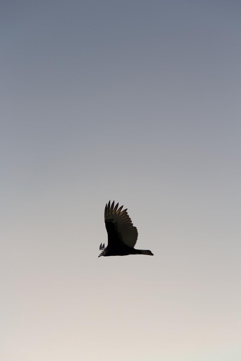Free Image of Solitary bird in flight at twilight 