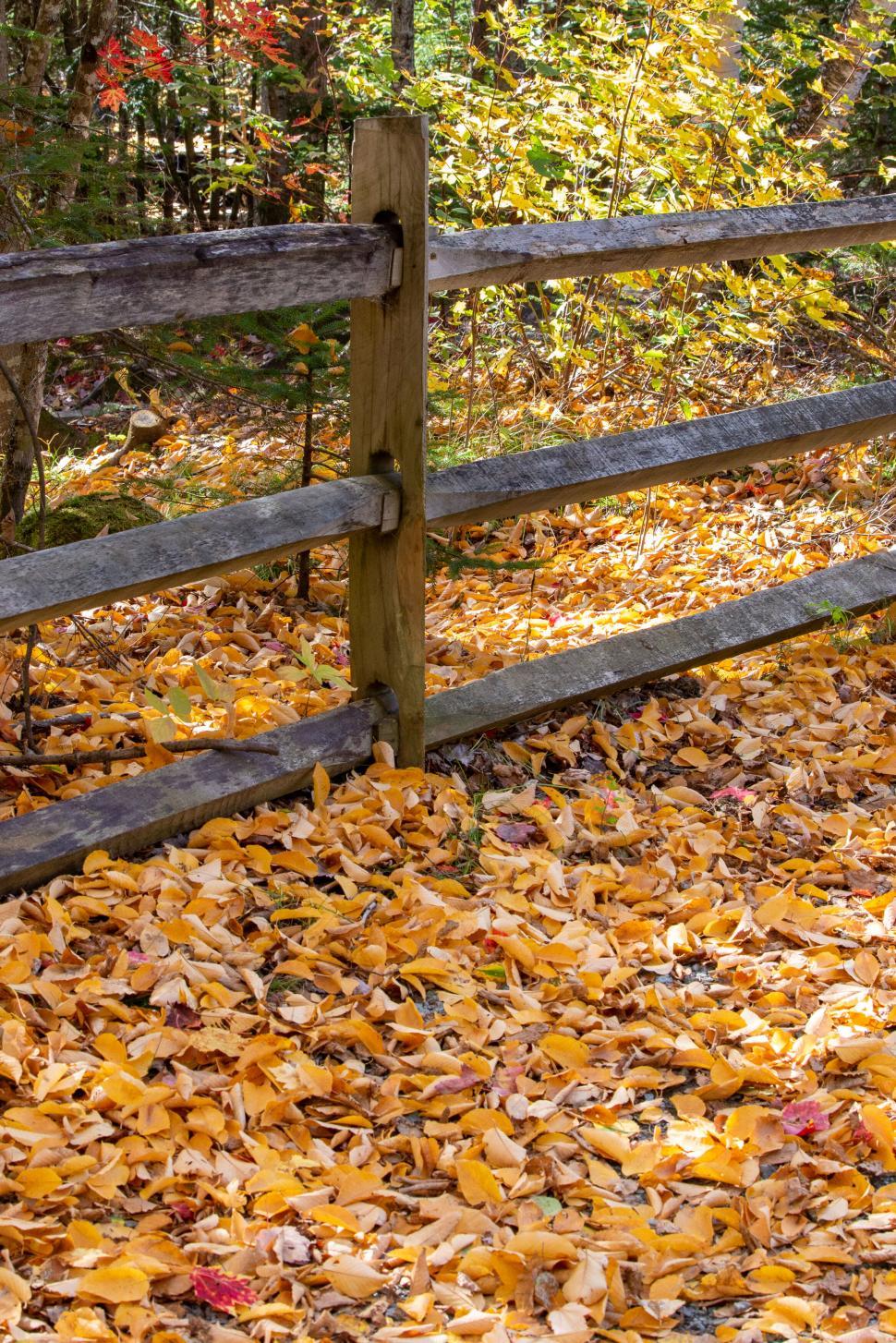 Free Image of Wooden fence and autumn leaves on the ground 