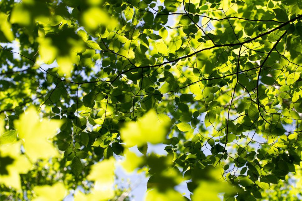 Free Image of Sunlight filtering through green leaves on a tree 