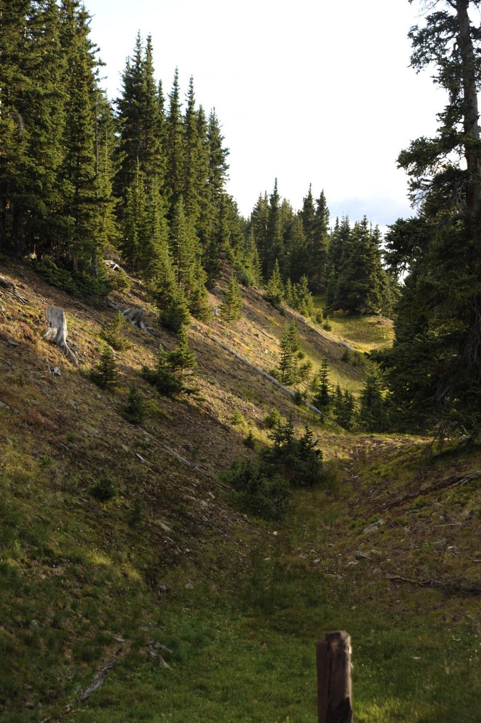 Free Image of Trees on Slope  
