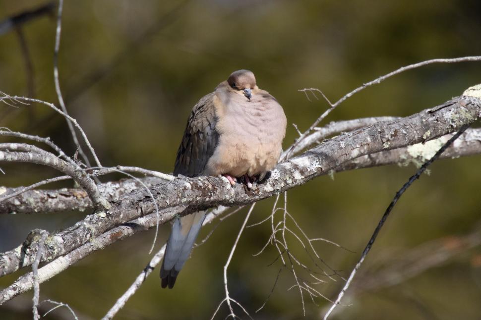 Free Image of Mourning dove sitting on a barren tree branch 