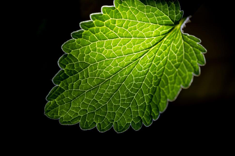 Free Image of Close-up of a fresh green leaf on black 