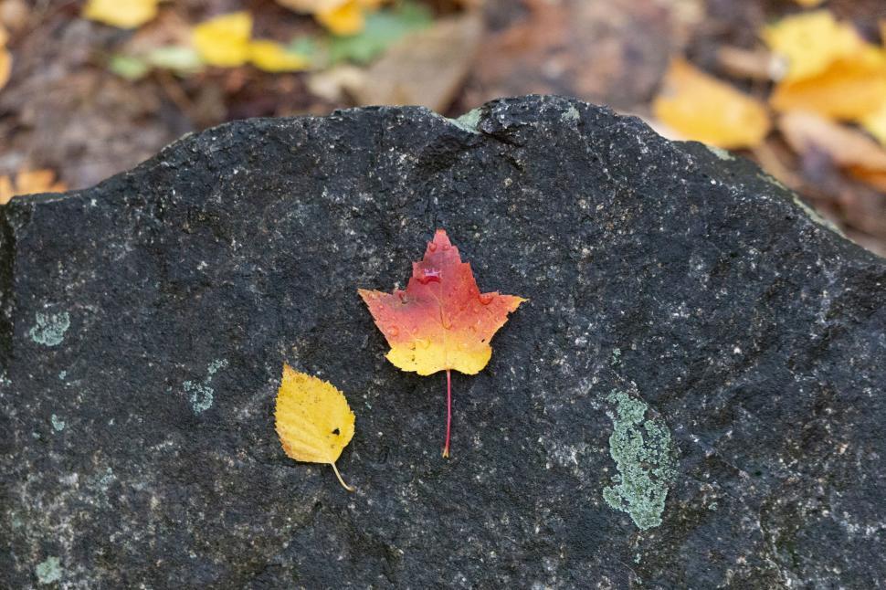 Free Image of Colorful autumn leaves on a dark stone 