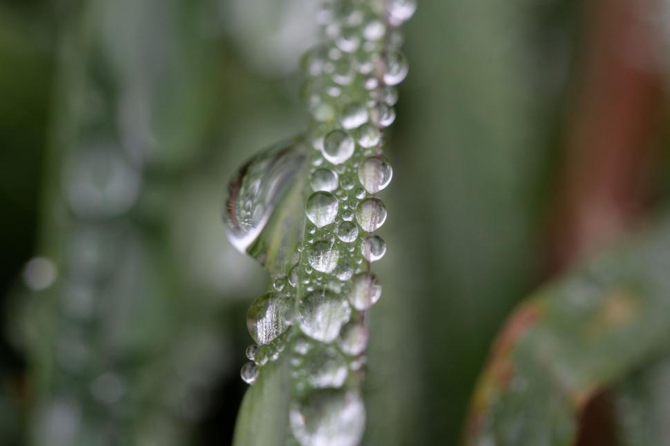 Free Image of Close-up of dew drops on green blades 