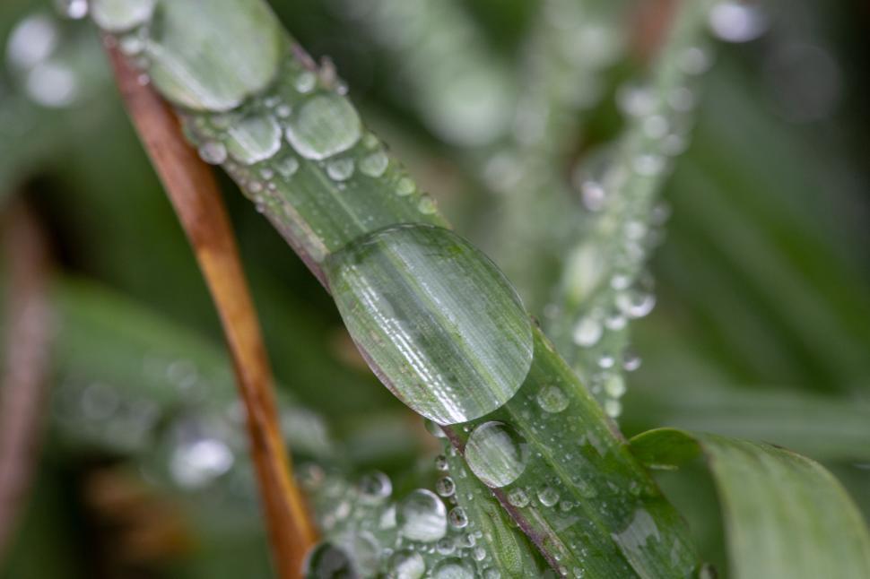 Free Image of Close-up of dew drops on green grass blade 