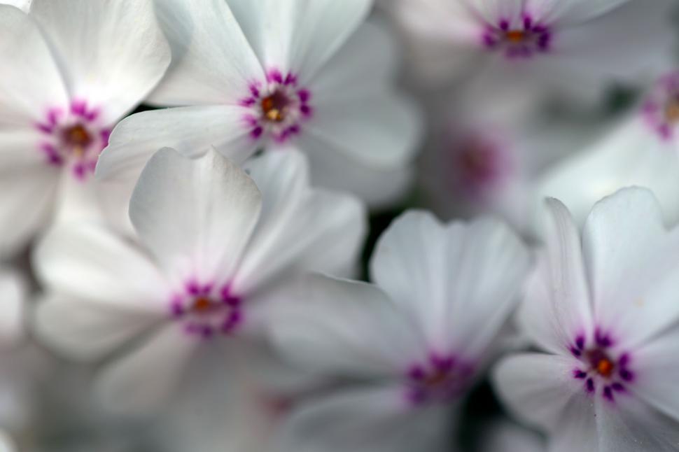 Free Image of Soft focus on purple-centered white flowers 