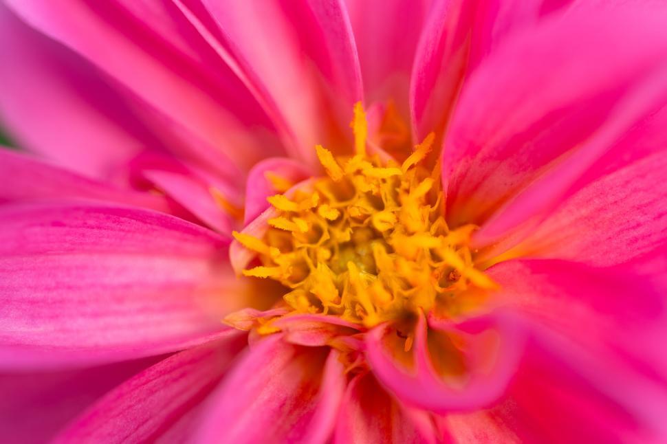 Free Image of Vivid close-up of a pink flower s golden core 