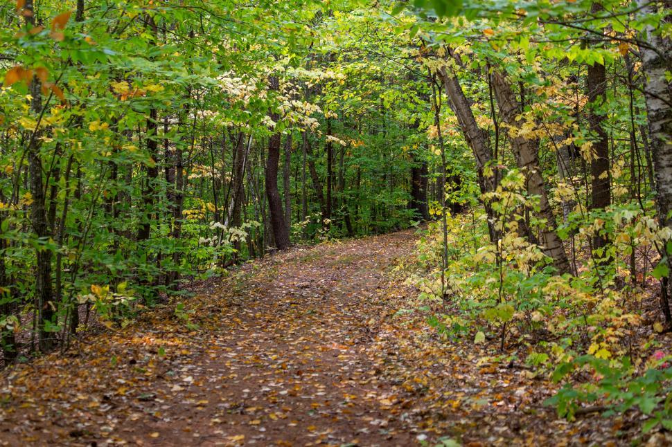 Free Image of Tranquil forest path in early autumn 