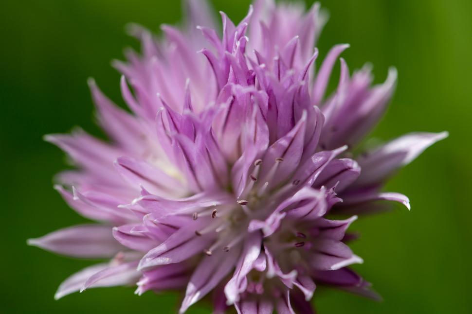 Free Image of Close-up of vibrant purple chive flower 