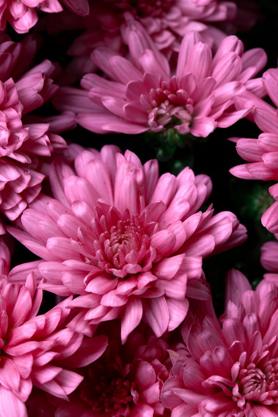 Free Image of Vibrant pink flowers in dark background 