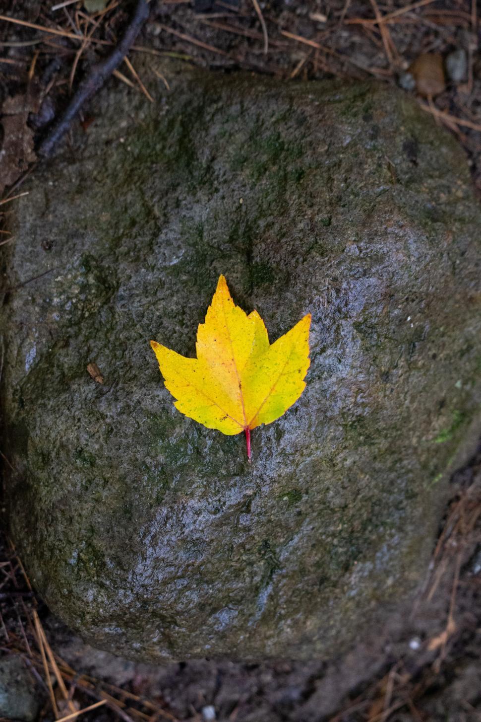 Free Image of Solo yellow leaf on wet stone surface 