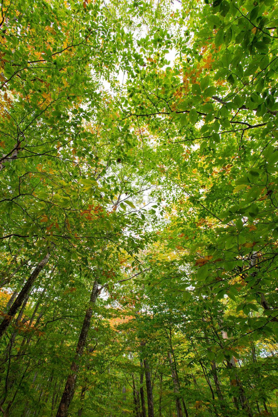 Free Image of Lush green forest canopy from below 