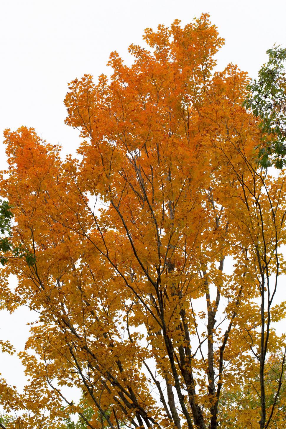 Free Image of Vibrant orange autumn leaves on trees 