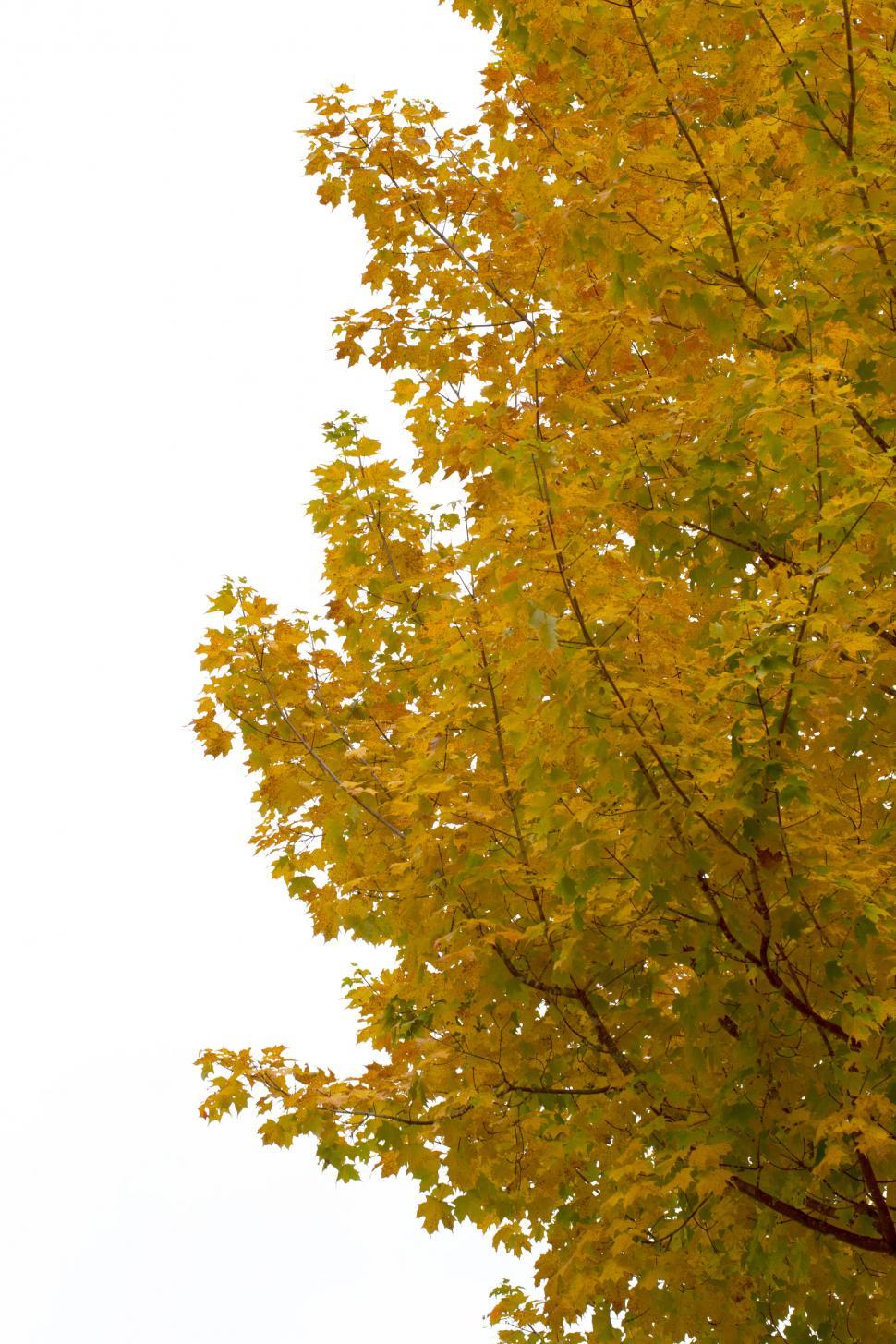 Free Image of Golden yellow foliage against white sky 