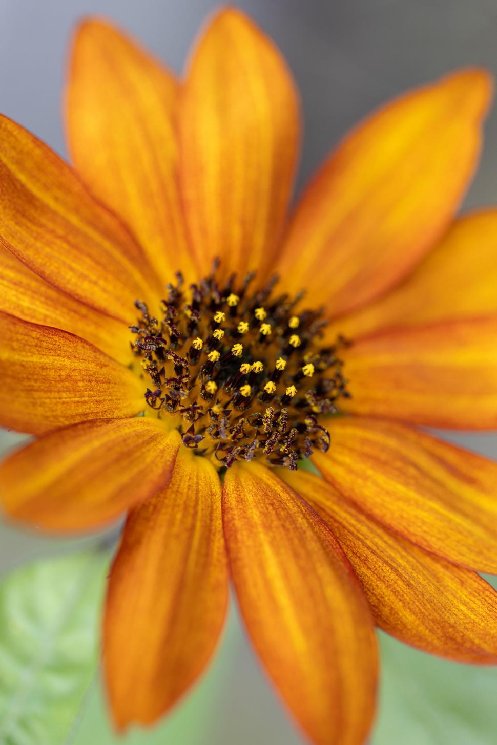 Free Image of Sunlit orange flower with detailed center 