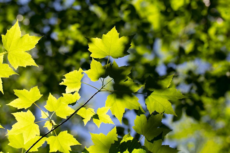 Free Image of Bright green maple leaves against blue sky 