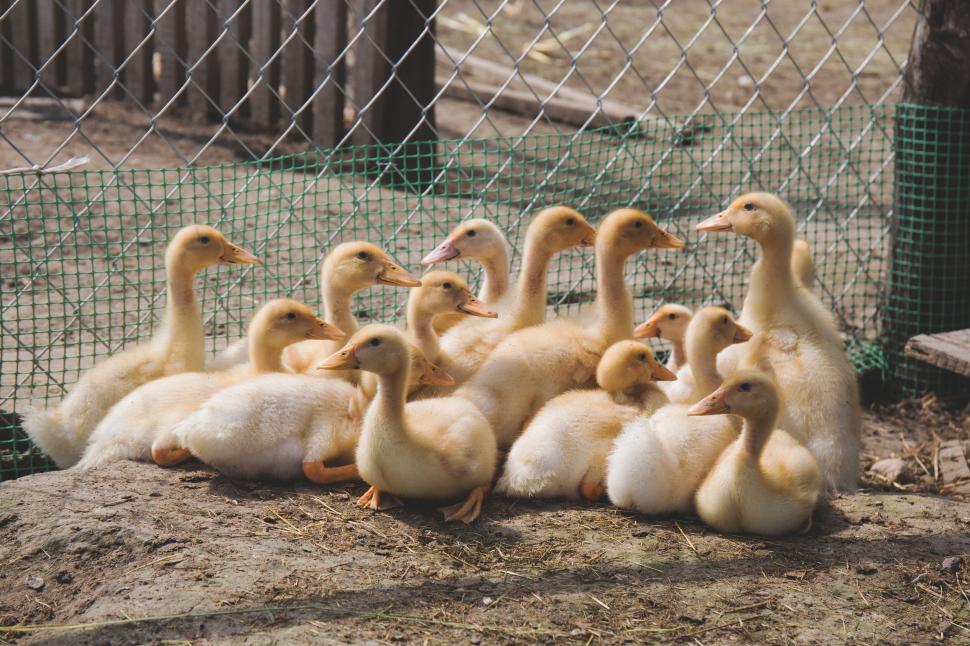 Free Image of Flock of fuzzy ducklings by a fence 