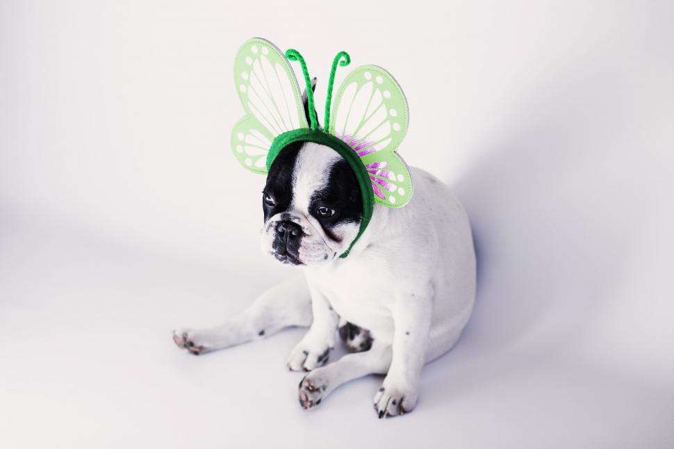 Free Image of French Bulldog with butterfly wings 