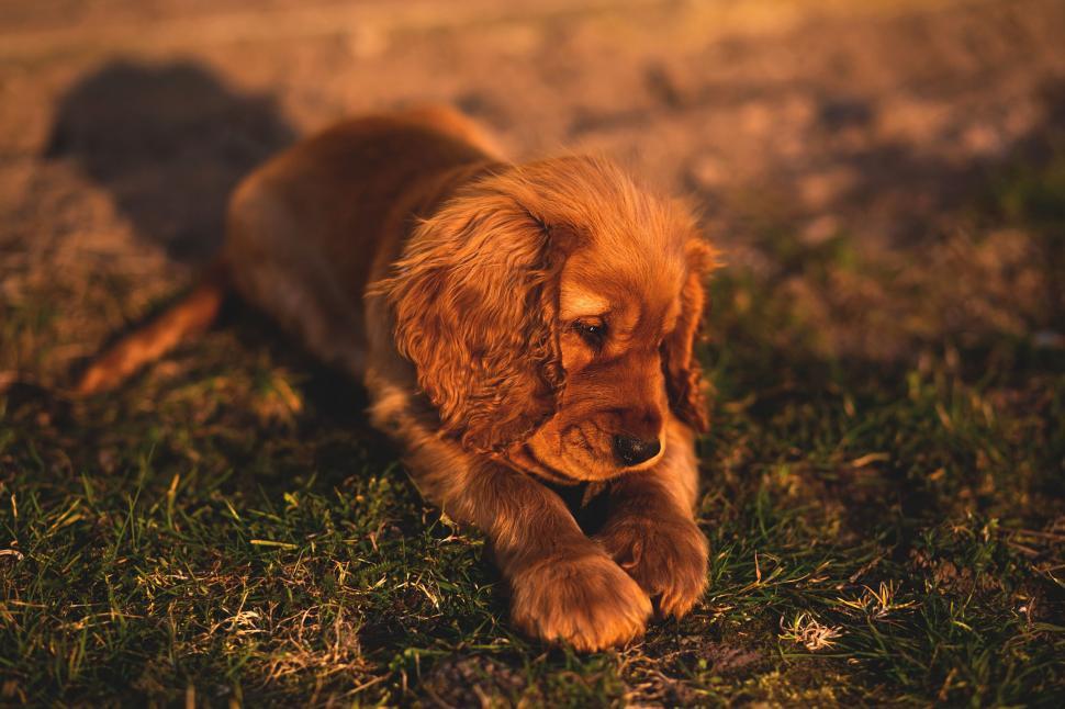 Free Image of Golden hour with a spaniel dog 