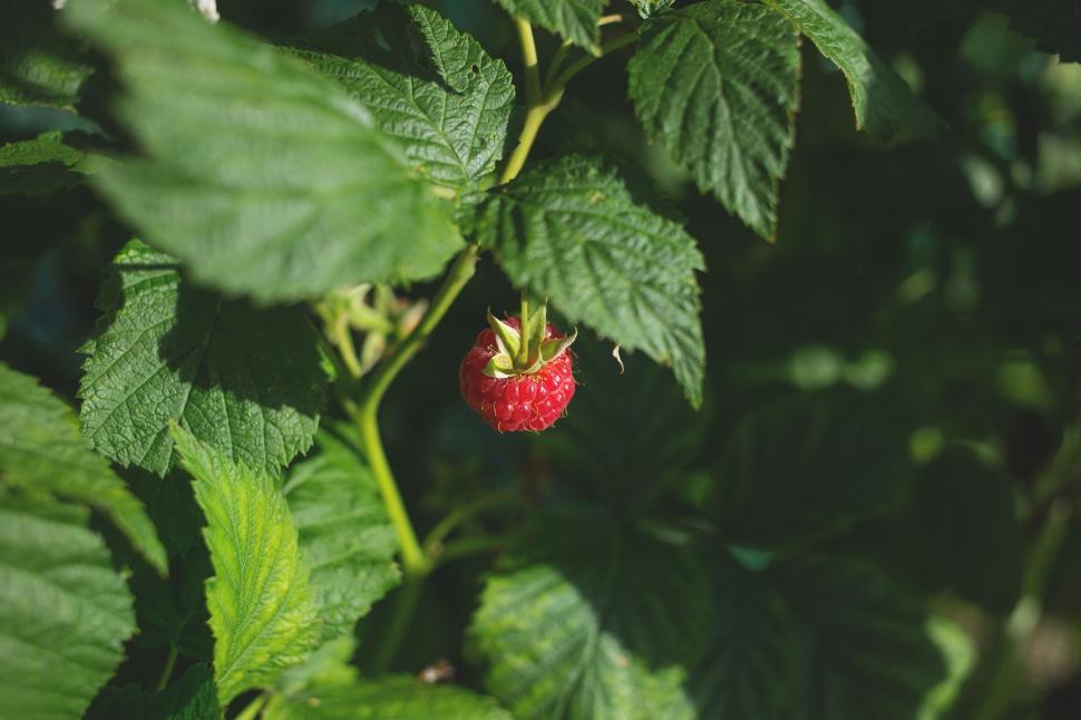Free Image of Ripe raspberry hanging on the bush 