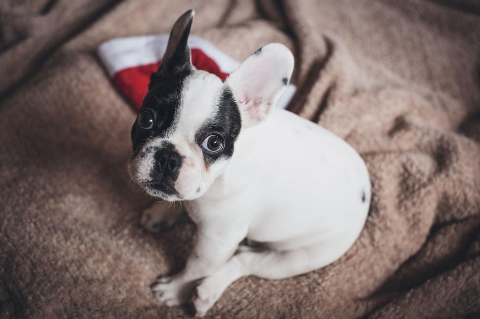 Free Image of French Bulldog puppy wearing a Santa hat 