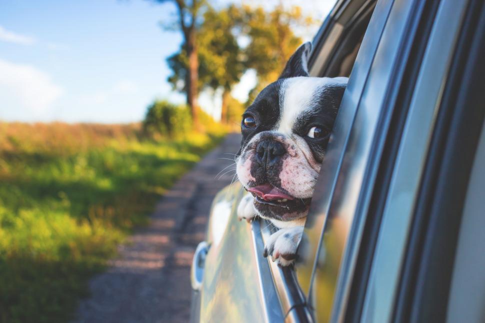 Free Image of Boston Terrier dog enjoying car ride 