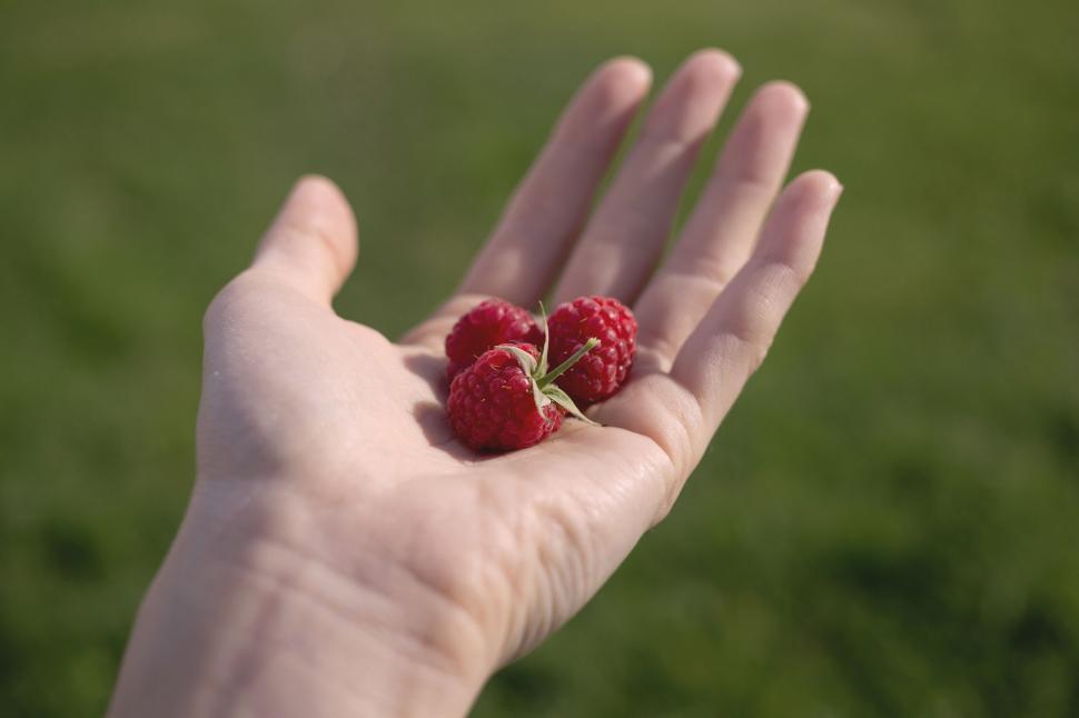 Free Image of Hand holding fresh raspberries 
