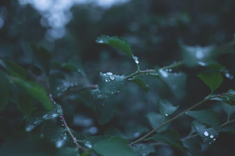 Free Image of Leaves with dew drops close-up 