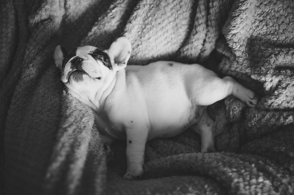 Free Image of Sleeping bulldog puppy in a blanket 
