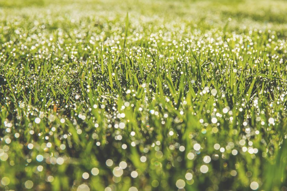 Free Image of Fresh morning dew on vibrant green grass 
